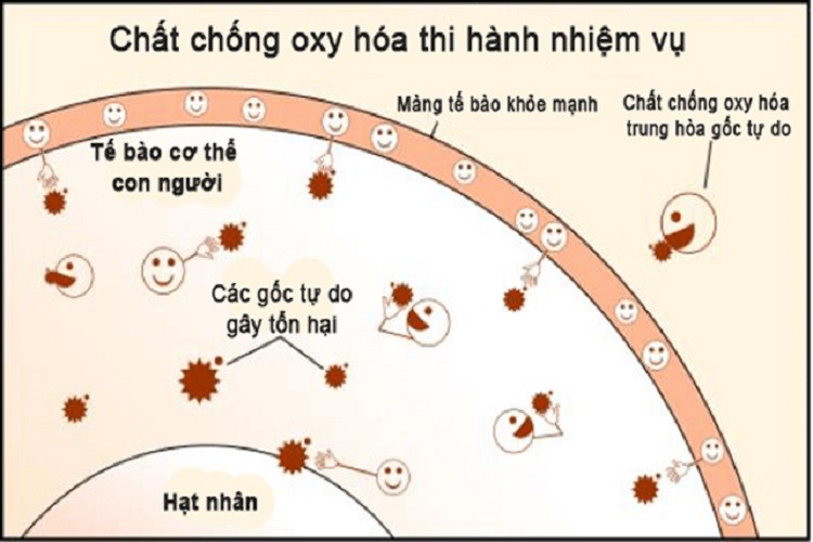 Chất chống oxy hóa có vai trò rất quan trọng