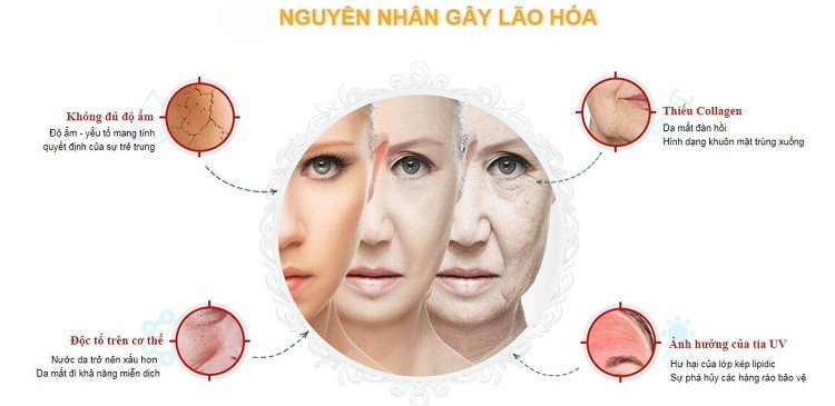 nguyên nhân gây nên lão hóa da