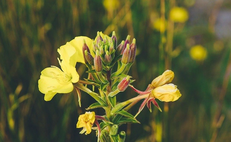 Chữa các bệnh về da