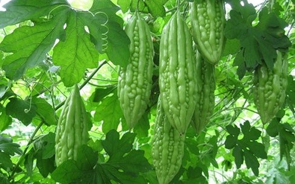 cách trị hăm cho bé, cách trị hăm cho bé trai, cách trị hăm cho bé gái, cách trị hăm cho bé nhanh nhất, thuốc trị hăm cho bé, cách chữa hăm cho bé gái, thuốc trị hăm cho bé bepanthen, thuốc trị hăm cho bé tốt nhất