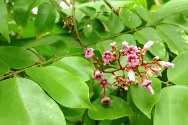 cách trị hăm cho bé, cách trị hăm cho bé trai, cách trị hăm cho bé gái, cách trị hăm cho bé nhanh nhất, thuốc trị hăm cho bé, cách chữa hăm cho bé gái, thuốc trị hăm cho bé bepanthen, thuốc trị hăm cho bé tốt nhất